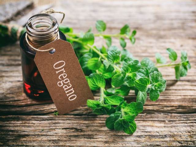 Na bolavé svaly a únavu nečekaně zabírá oregano